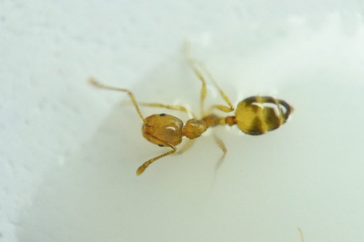 Formica da legno Monomorium pharaonis